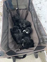 Buster , a male Bernedoodle for sale in Jonesville, MI – Photo 4 of 4