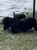 Buster , a male Bernedoodle for sale in Jonesville, MI – Photo 3 of 4