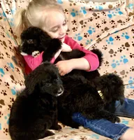 Buster , a male Bernedoodle for sale in Jonesville, MI – Photo 2 of 4