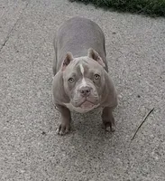 Female Bully , a female American Bully for sale in Buffalo, NY – 3 of 4