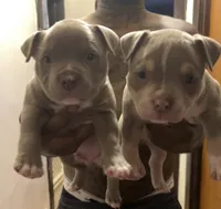 Mister , a male American Bully for sale in Buffalo, NY – 4 of 9