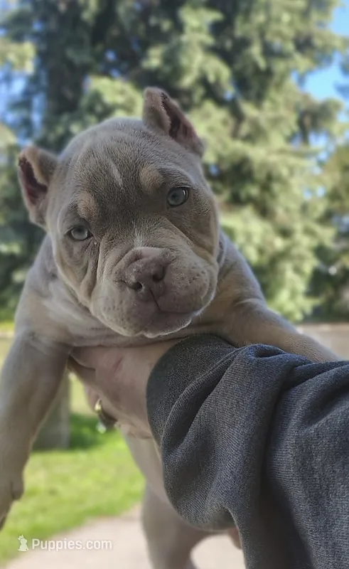 Puddle – American Bully puppy for sale in Buffalo, NY