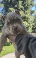 Puddle, a female American Bully for sale in Buffalo, NY – 1 of 7