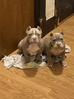 Tootie, a female American Bully for sale in Buffalo, NY – 5 of 8