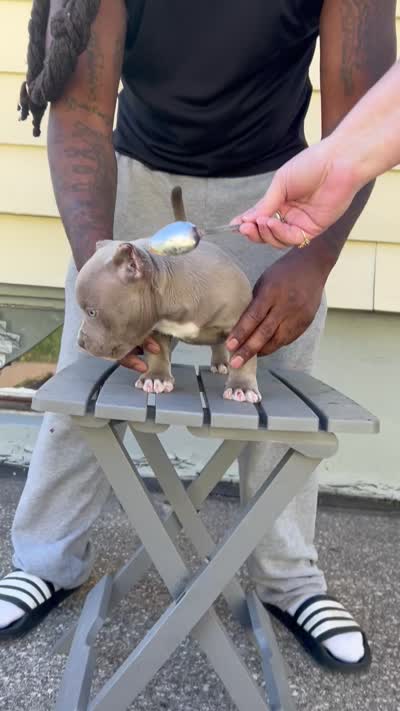 Mister , a male American Bully for sale in Buffalo, NY – 6 of 9