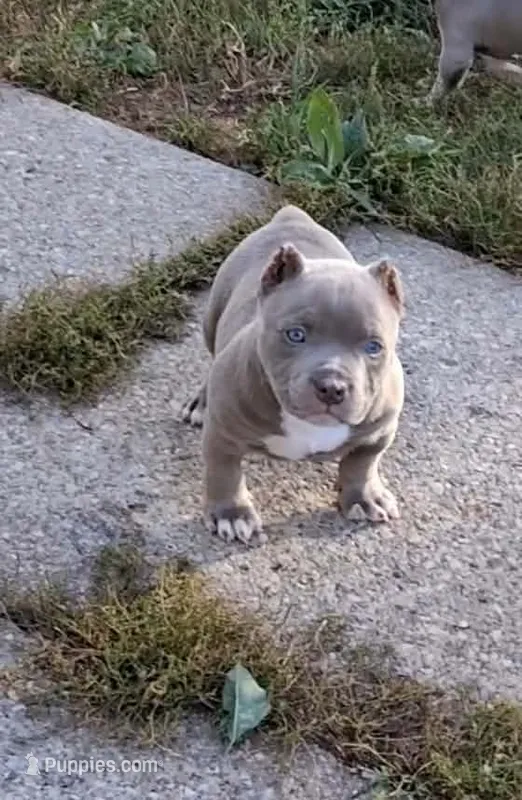 Mister  – American Bully puppy for sale in Buffalo, NY