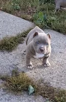 Mister , a male American Bully for sale in Buffalo, NY – 1 of 9