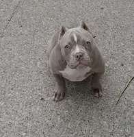 Female Bully , a female American Bully for sale in Buffalo, NY – 2 of 4