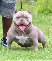 Mister , a male American Bully for sale in Buffalo, NY – 9 of 9