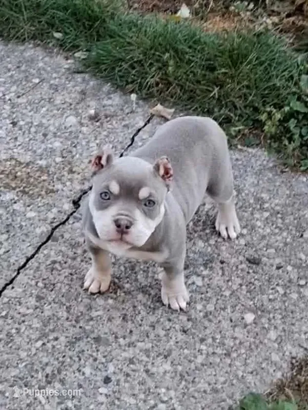 Bougie  – American Bully puppy for sale in Buffalo, NY