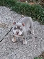 Bougie , a female American Bully for sale in Buffalo, NY – 2 of 10