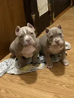 Tootie, a female American Bully for sale in Buffalo, NY – 2 of 8