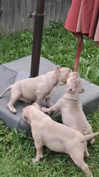Tootie, a female American Bully for sale in Buffalo, NY – 4 of 8