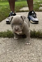 Mister , a male American Bully for sale in Buffalo, NY – 3 of 9