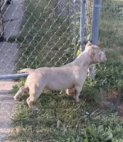 Female Bully , a female American Bully for sale in Buffalo, NY – 4 of 4