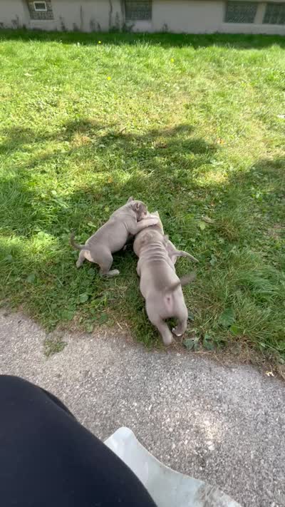 Bougie , a female American Bully for sale in Buffalo, NY – 10 of 10