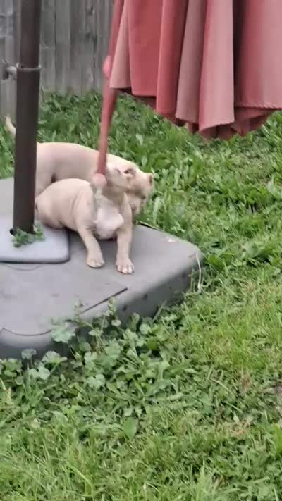 Tootie, a female American Bully for sale in Buffalo, NY – 6 of 8