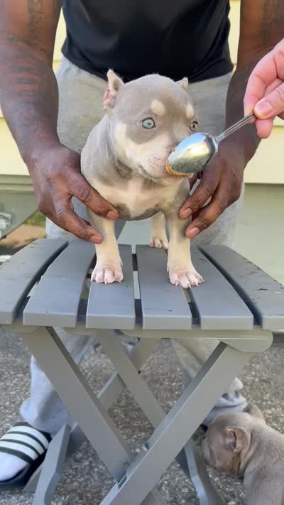 Bougie , a female American Bully for sale in Buffalo, NY – 5 of 10