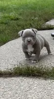 Mister , a male American Bully for sale in Buffalo, NY – 2 of 9