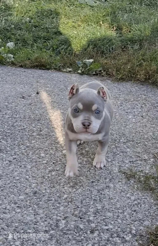 Bougie  – American Bully puppy for sale in Buffalo, NY