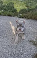 Bougie , a female American Bully for sale in Buffalo, NY – 1 of 10