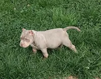 Puddle, a female American Bully for sale in Buffalo, NY – 3 of 7