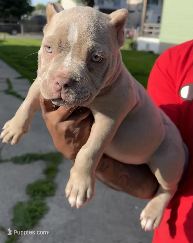 Tootie – American Bully puppy for sale in Buffalo, NY