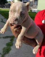 Tootie, a female American Bully for sale in Buffalo, NY – 1 of 8