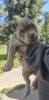 Puddle, a female American Bully for sale in Buffalo, NY – 2 of 7