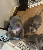 Mister , a male American Bully for sale in Buffalo, NY – 5 of 9