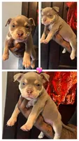 Bougie , a female American Bully for sale in Buffalo, NY – 4 of 10