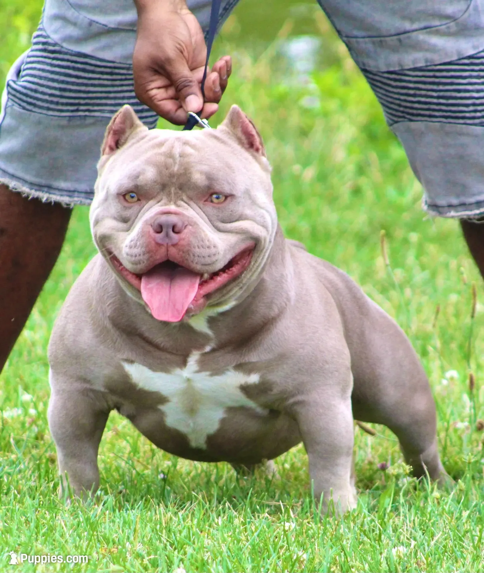 Bougie , a female American Bully for sale in Buffalo, NY – 7 of 10