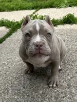 Tootie, a female American Bully for sale in Buffalo, NY – 2 of 10