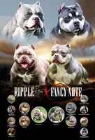 Bougie , a female American Bully for sale in Buffalo, NY – 6 of 10