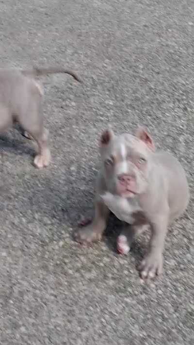 Puddle, a female American Bully for sale in Buffalo, NY – 7 of 7