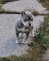Bougie , a female American Bully for sale in Buffalo, NY – 3 of 10