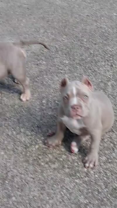 Tootie, a female American Bully for sale in Buffalo, NY – 8 of 8