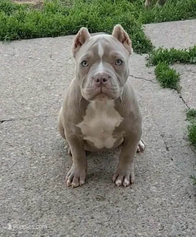 Female Bully  – American Bully puppy for sale in Buffalo, NY