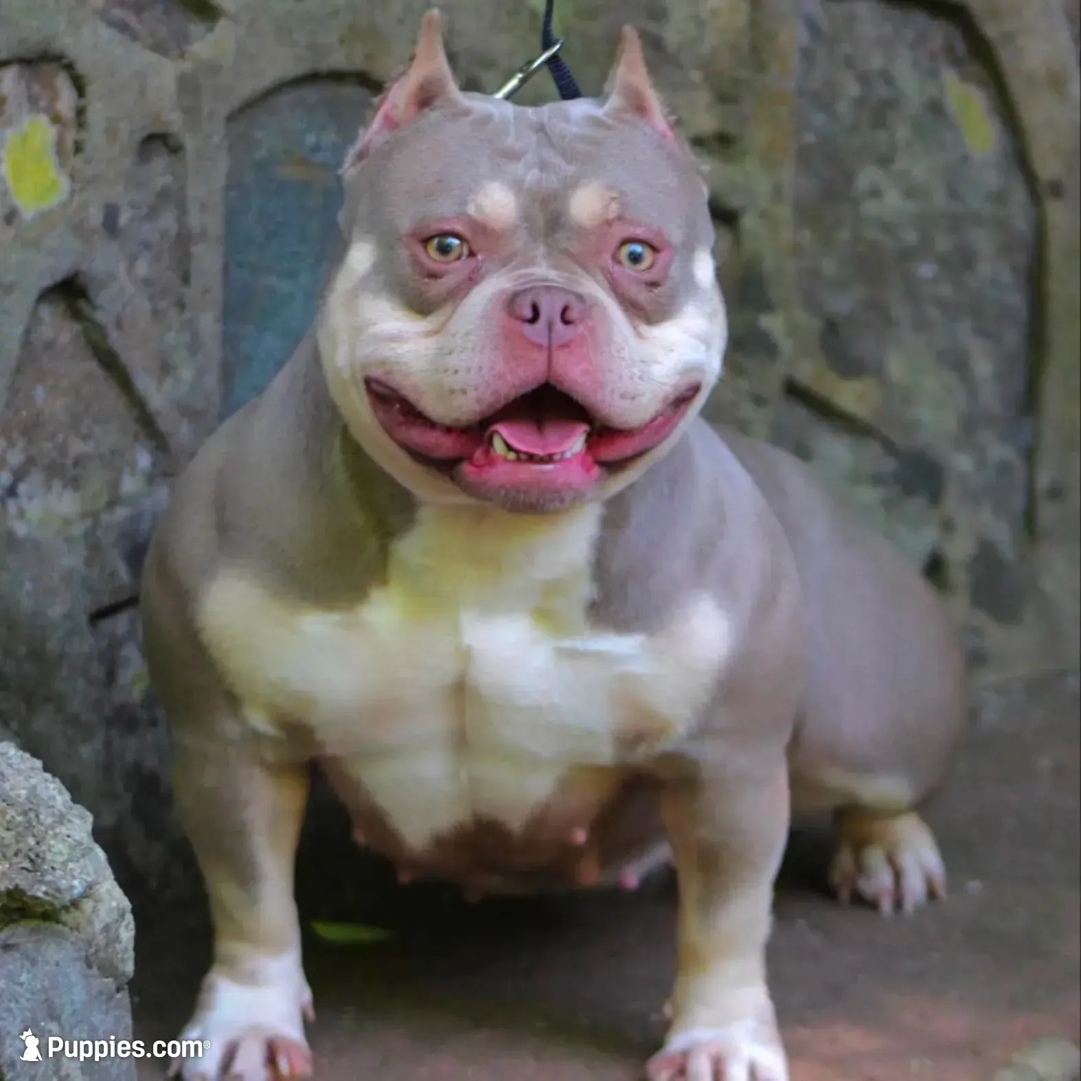 Mister , a male American Bully for sale in Buffalo, NY – 8 of 9