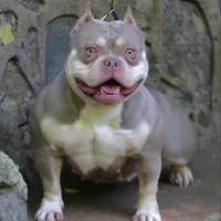 Bougie , a female American Bully for sale in Buffalo, NY – 9 of 10