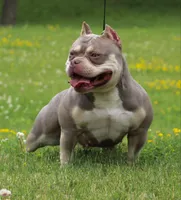 Bougie , a female American Bully for sale in Buffalo, NY – 8 of 10