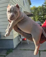 Tootie, a female American Bully for sale in Buffalo, NY – 3 of 8