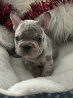 King, a male French Bulldog for sale in Austin, TX – Photo 2 of 2