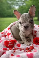 King, a male French Bulldog for sale in Austin, TX – Photo 1 of 2