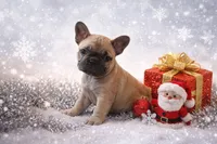 Fawny, a female French Bulldog for sale in Austin, TX – Photo 1 of 2