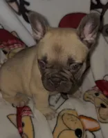 Fawny, a female French Bulldog for sale in Austin, TX – Photo 2 of 2