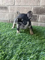 Mileena, a female French Bulldog for sale in Austin, TX – Photo 4 of 4