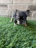 Mileena, a female French Bulldog for sale in Austin, TX – Photo 2 of 4