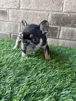 Mileena, a female French Bulldog for sale in Austin, TX – Photo 1 of 4