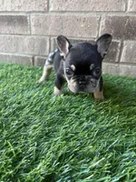 Mileena, a female French Bulldog for sale in Austin, TX – Photo 3 of 4